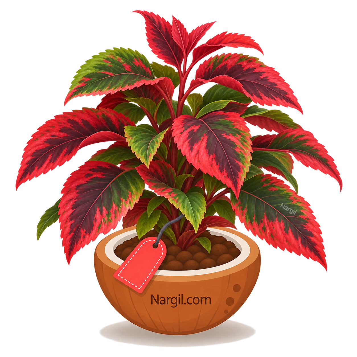 Nargil_Acalypha Wilkesiana